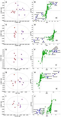 Corrigendum: Brain Metabolic Changes in Rats following Acoustic Trauma